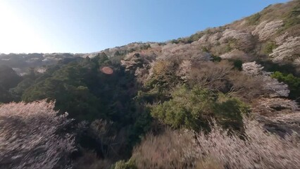 Wall Mural - Japan cherry blossom mountain by FPV drone