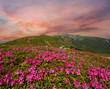 © wildman - Blossoming slopes (rhododendron flowers ) of Carpathian mountains.