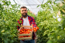 Organic Greenhouse Business. Farmer Is Standing With Basket Of Freshly Picked Tomatoes In His Greenhouse.