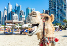 Camel On Dubai Jumeirah Beach With Marina Skyscrapers In UAE