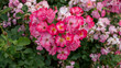 Beautiful pink flowers in the shape of a heart