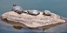 Basking Turtles, Okayama, Japan