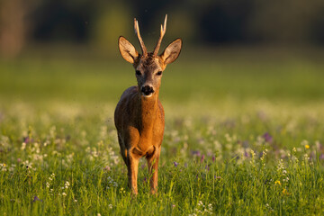 Wall Mural - roe deer, capreolus capreolus, looking to the camera on meadow in summer. roebuck standing on wildfl