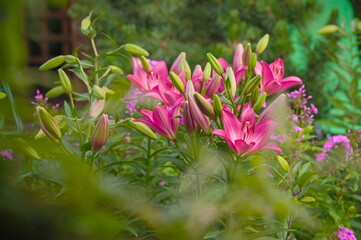 Wall Mural - A group of pink lily in the garden in the summer