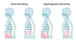 Chest and diaphragmatic breathing types. Anatomical mechanism