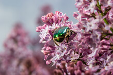Golden Bronze, Cetonia Aurata, Is A Species Of Winged From The Subfamily Of Bronzes, Cetoniinae. Bronze Beetle Collects Nectar And Pollen From The Flowers Of A Lilac Bush, Syringa