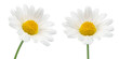 chamomile flower beautiful and delicate on white background. chamomile or daisies isolated on white background with clipping path. 