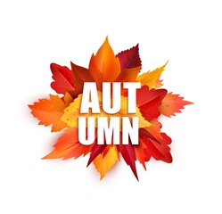 Sticker - Realistic autumnal leaves, isolated vector round bunch of fallen maple, oak or birch tree foliage of red and yellow colors. Autumnal element for back to school, seasonal sale or thanksgiving holidays