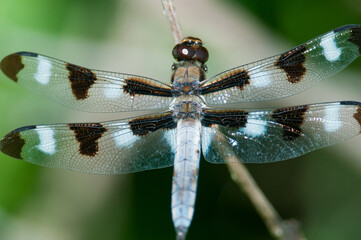 Twelve-Spotted Skimmer dragonfly on a twig 