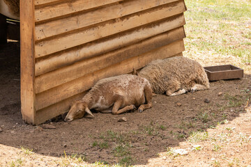 Two sheeps sleeping in a farm because of the hot weather