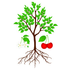 Wall Mural - cherry tree with flowers and berries on a white background.