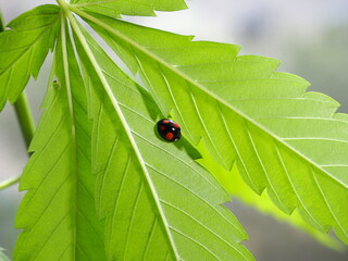 Wall Mural - Ladybug sitting on the marijuana plant leaves. Cannabis farm insect