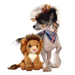 Chinese crested puppy and toy lion