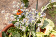 Flachblatt-Mannstreu Pflanze mit Wespen auf den Blüten