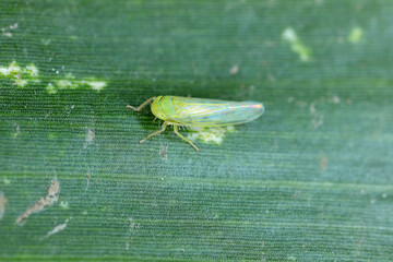 Poster - Tiny leafhopper on a corn leaf.