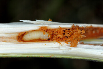 Weevil beetle larva, Cryptorhynchus lapathi, from Curculionidae family inside a willow shoot in a plantation.