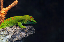 Gray's Tree Gecko Is A Species Of Gecko, A Lizard In The Family