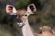 Kudu cow in Kruger National Park