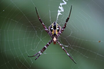 Sticker - Closeup shot of an Argiope Appensa spider on its web in a forest