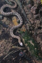 Vertical Shot Of A Chess Viper Snake In The Water.