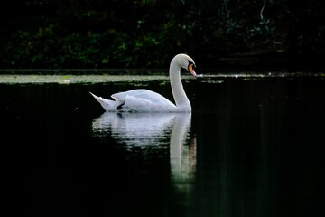 Poster - Beautiful shot of a swan swimming in a pond and reflecting on the water in the dark background.