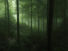 Scenic View Of Green Trees In A Forest On A Foggy Day