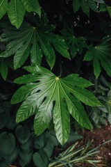 Sticker - Fatsia japonica, paper plant