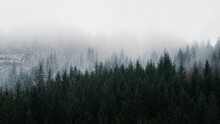 Scenic Shot Of Fogs Covering Coniferous Trees In A Forest