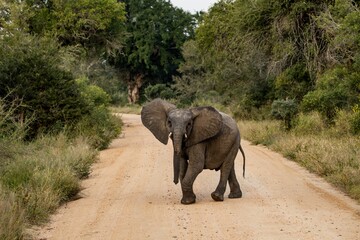 Poster - Young African elephant on the road surrounded by green vegetation.