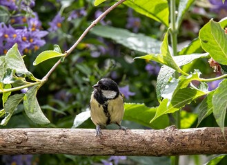 Canvas Print - Beautiful shot of a great tit sitting on a branch