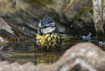 Canvas Print - Beautiful shot of a Eurasian blue tit in a pond