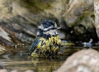 Canvas Print - Beautiful shot of a Eurasian blue tit in a pond