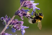 Closeup Shot Of A Bee Pollinating Purple Flowers