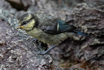 Canvas Print - Closeup shot of a Eurasian blue tit bird perched on a rock