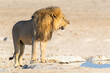 Löwe (Panthera leo) am Wasserloch