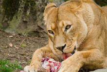 Junge Löwin (Panthera Leo) Beim Fressen