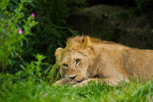 Löwe (Panthera Leo) Beim Fressen