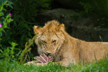 Junger Löwe (Panthera Leo) Beim Fressen