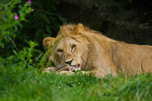 Junger Löwe (Panthera Leo) Beim Fressen