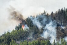 Smoke And Flames Rising From A Burning Pine Fore