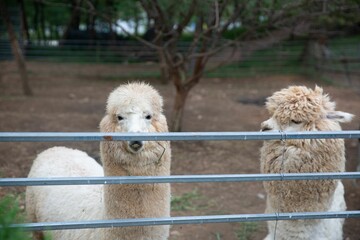 Canvas Print - Beautiful shot of two cute alpacas