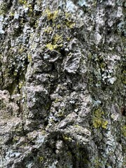 Wall Mural - Beautiful shot of a tree bark covered with moss