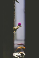 Canvas Print - Beautiful shot of Magnolia liliiflora