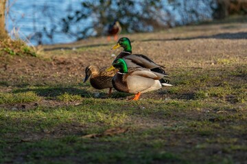 Poster - Ducks in a park by the lake in Ireland