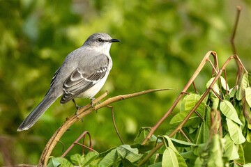 Wall Mural - Closeup shot of a northern mockingbird perched on a tree branch on blurred background