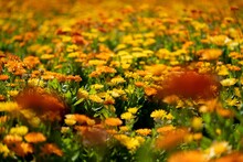 Beautiful Shot Of A Field Of Pot Marigold Flowers, Denmark