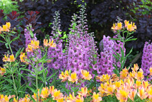 Lilac Delphinium 'Juliette' And Yellow Peruvian Lilies In Flower