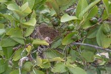 Closeup Shot Of A Bird Nest On A Walnut Tree