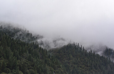  pacifica, woods, forest, pines, california, fog, misty, mist, san francisco, 