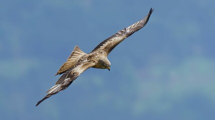 Wall Mural - Adorable Red kite with open wings soaring in the blue sky